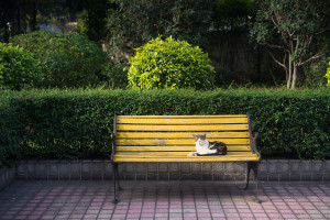 new-garden-bench